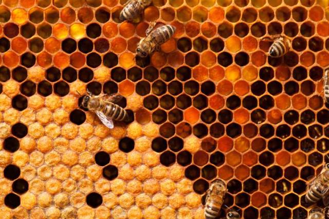 «الزراعة» تكشف تأثير الإفراط في استخدام المبيدات على تربية نحل العسل