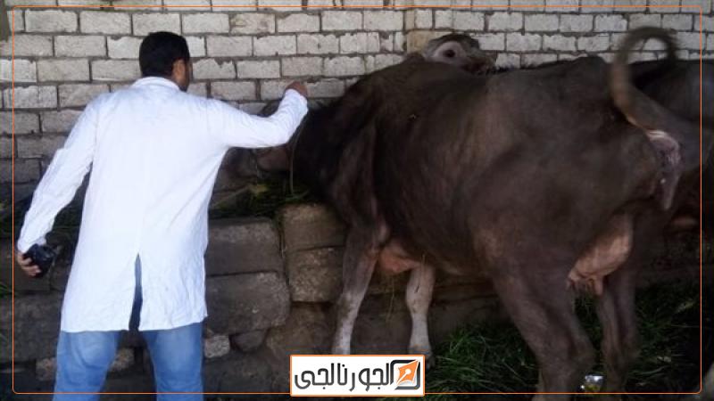 أخبار تحصين المواشي