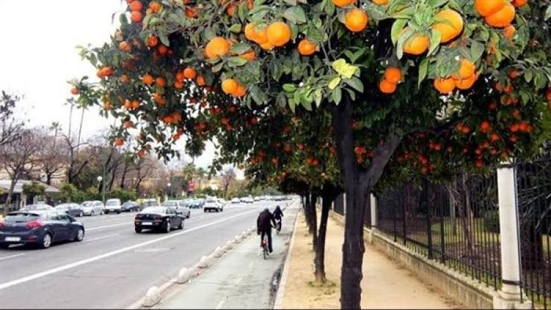 استبدال أشجار الزينة بالمثمرة.. الإسكان تزرع البرتقال والجوافة واليوسفي للمرة الأولى بالمدن الجديدة