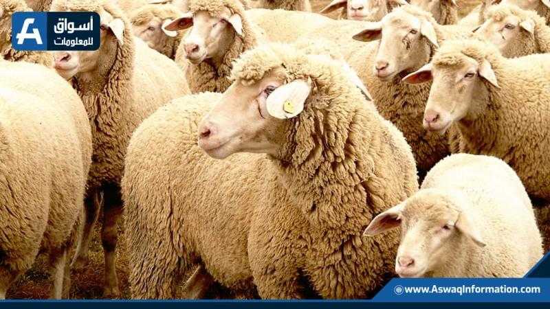 وزارة الزراعة تنفي انتشار مرض الحمى القلاعية بين الماشية في مصر