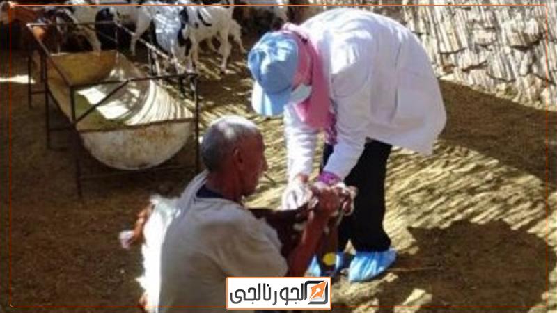أخبار تحصين المواشي