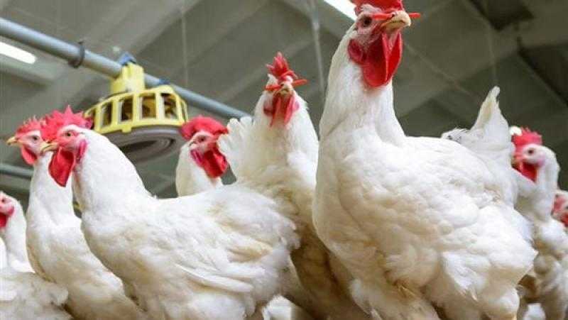 شعبة الدواجن: اتجاه المربين لخفض الفراخ البيضاء إلى 2.2 كيلو كأعلى وزن