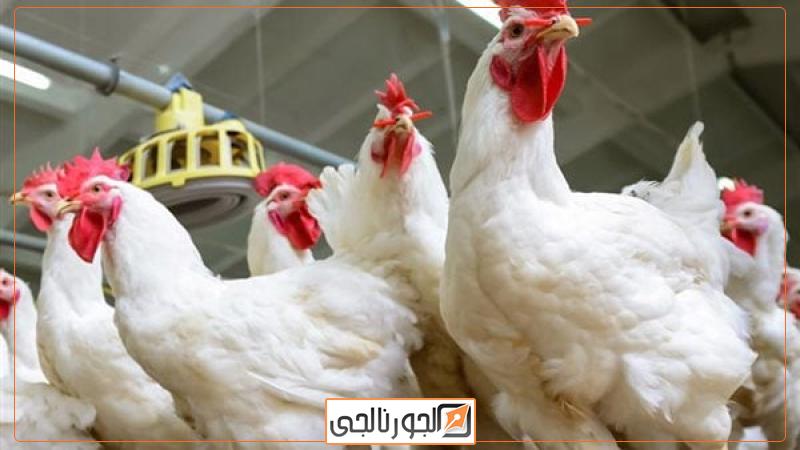 اقتصاد الدواجن البيضاء