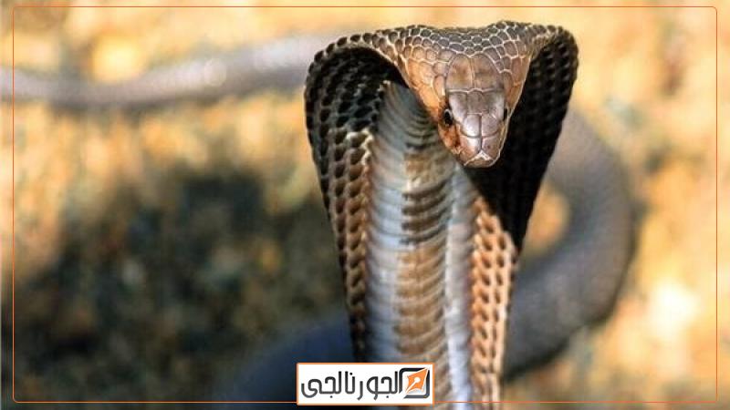 لدغته  كوبرا