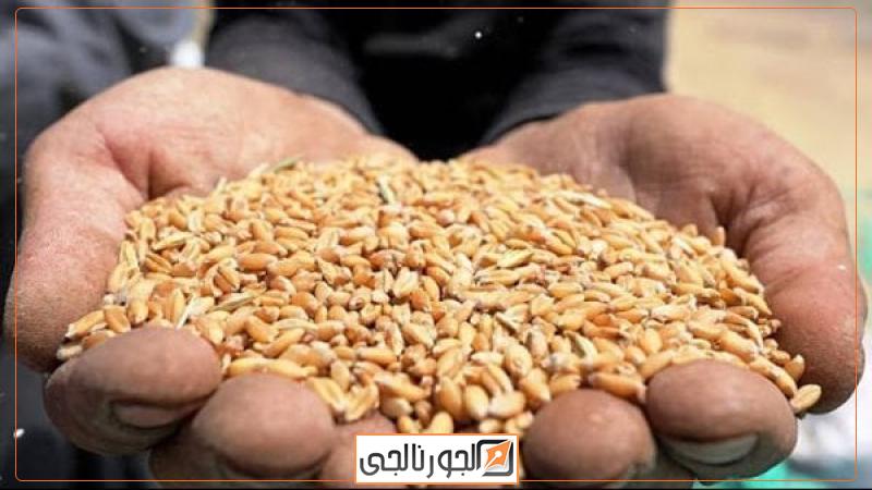 القمح