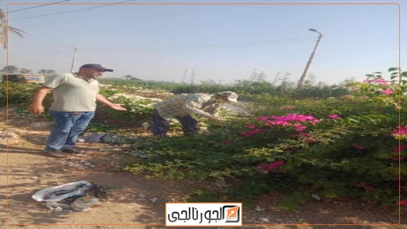 زراعة الأشجار