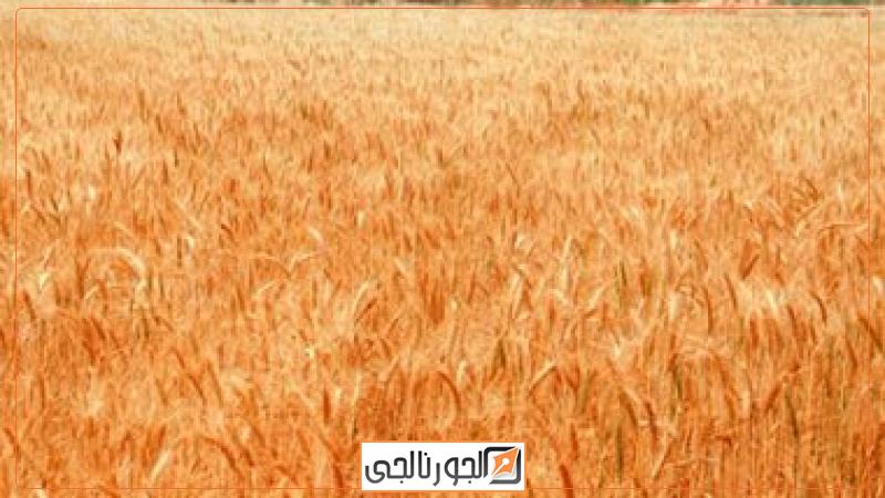 القمح -أرشيفية