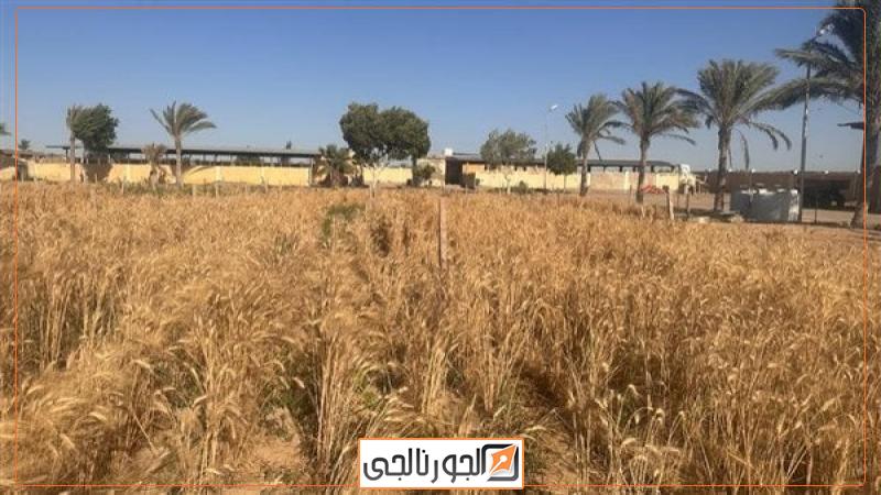 الجورنالجي
