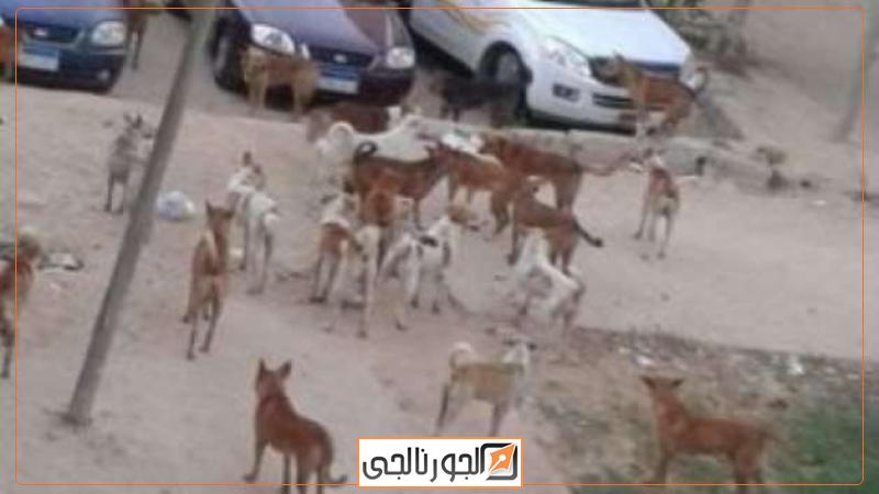 كلاب الشوارع