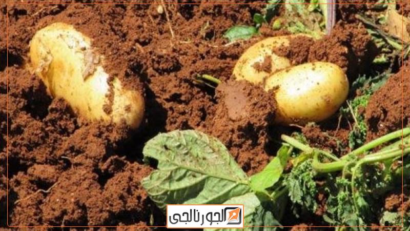زراعة البطاطس