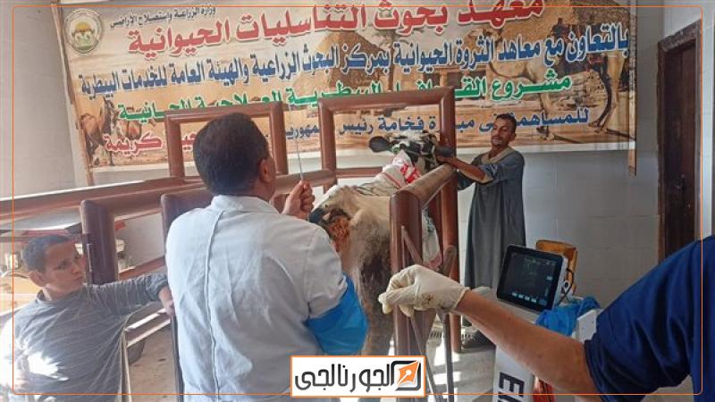 جانب من القافلة البيطرية