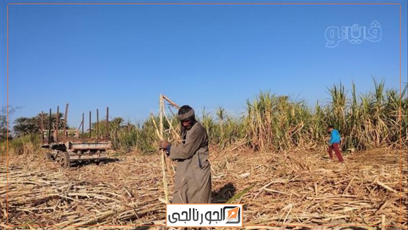 مخاوف انهيار زراعة قصب السكر