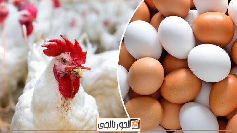 اسعار الدواجن والبيض