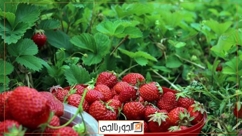 الفراولة