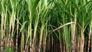 الزراعة  تصدر نشرة بالتوصيات الفنية لمزارعي محصول قصب السكر خلال مايو