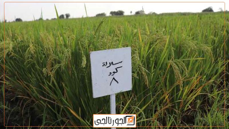 أصناف الأرز الجديدة بجامعة بنها
