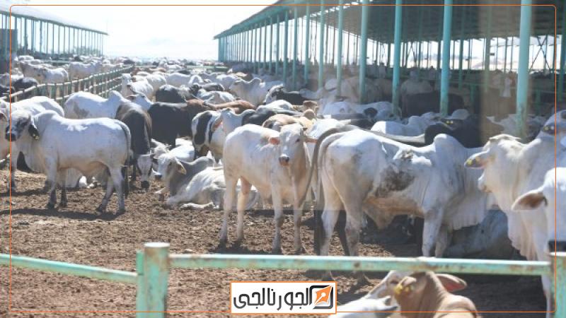 مشروع الإنتاج الحيواني