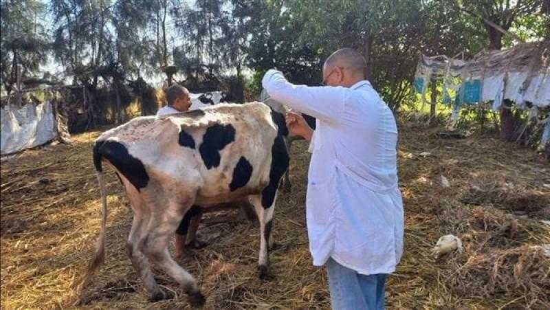 الزراعة: توفير جميع اللقاحات لإنجاح الحملة القومية للتحصين ضد مرضي الحمى القلاعية