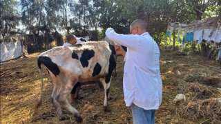 الزراعة: توفير جميع اللقاحات لإنجاح الحملة القومية للتحصين ضد مرضي الحمى القلاعية الزراعة: توفير جميع اللقاحات لإنجاح الحملة القومية للتحصين ضد مرضي الحمى القلاعية