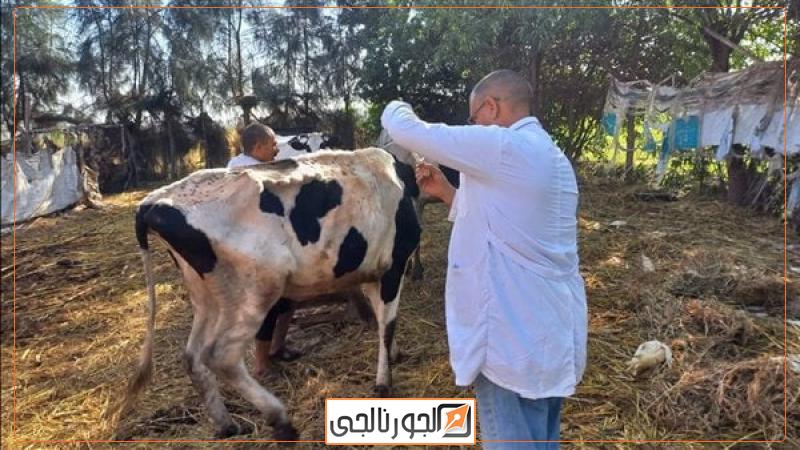 الحمى القلاعية