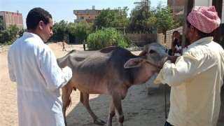 الزراعة: 3 ملايين جرعة للقاحي الحمى القلاعية والوادي المتصدع