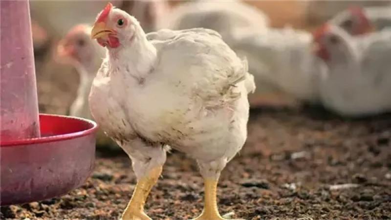 شُعبة الدواجن تُشيد بجهود الدولة في توعية أصحاب المزارع تجنبًا للإصابة بالأمراض الوبائية