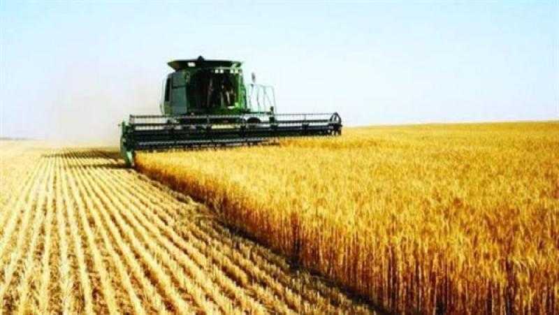 الزراعة: رفع سعر توريد القمح إلى مستويات غير مسبوقة