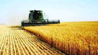 الزراعة: رفع سعر توريد القمح إلى مستويات غير مسبوقة