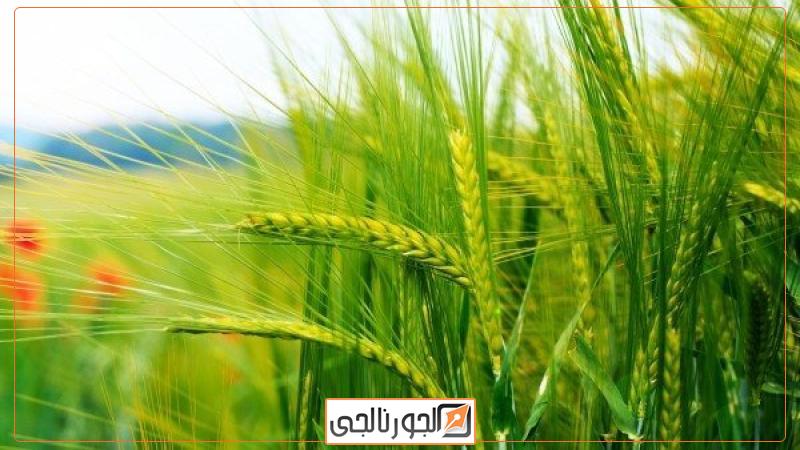 الجورنالجي