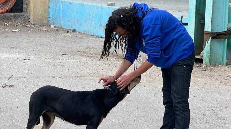 الخدمات البيطرية : تحصين 1135 كلبًا وتعقيم 133 في يناير