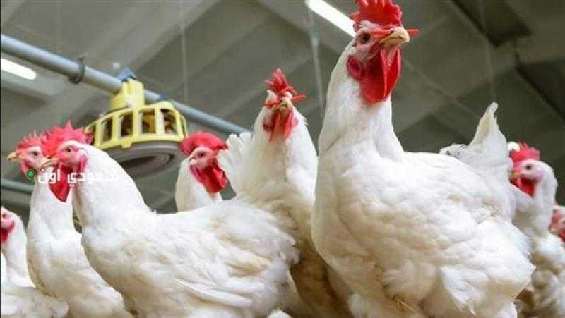 جمعية مواطنين ضد الغلاء: سماسرة وراء ارتفاع أسعار الدواجن 30 جنيها في يوم