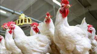 جمعية مواطنين ضد الغلاء: سماسرة وراء ارتفاع أسعار الدواجن 30 جنيها في يوم