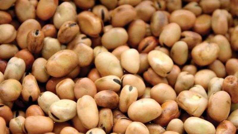 واردات مصر من الفول تسجل 14.2 مليار جنيه خلال 10 أشهر