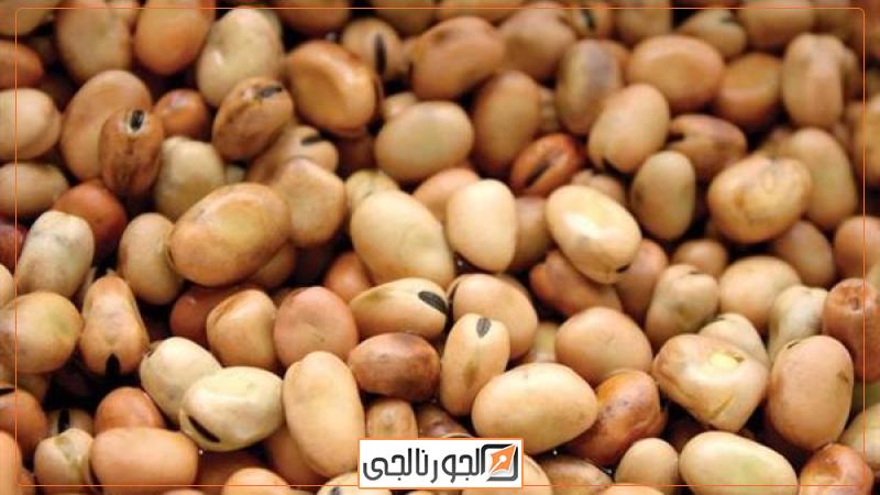 فول - أرشيفية