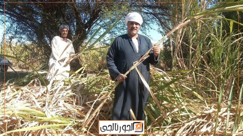 مزارعي قصب السكر