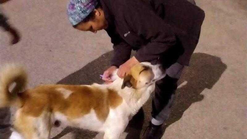 تحصين الكلاب الضالة ضد مرض السعار بمدينة دمياط الجديدة