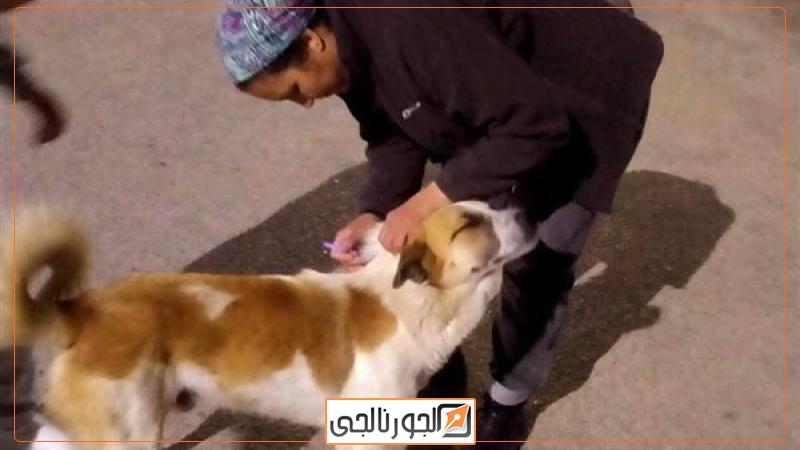 تحصين الكلاب الضالة ضد مرض السعار بدمياط