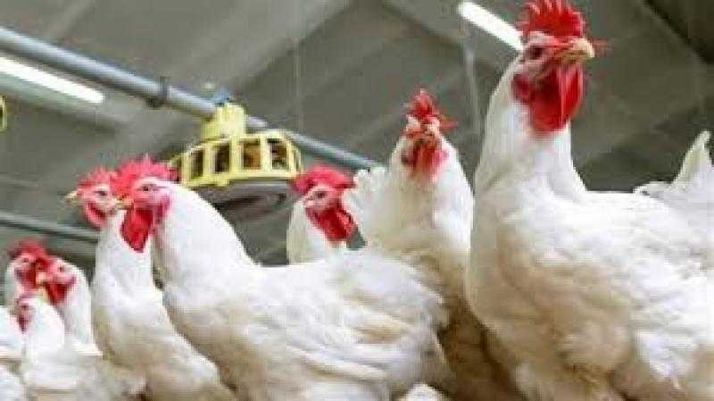 ارتفاع جديد في أسعار الدواجن اليوم.. البيضاء تتجاوز 115 جنيهًا للمستهلك