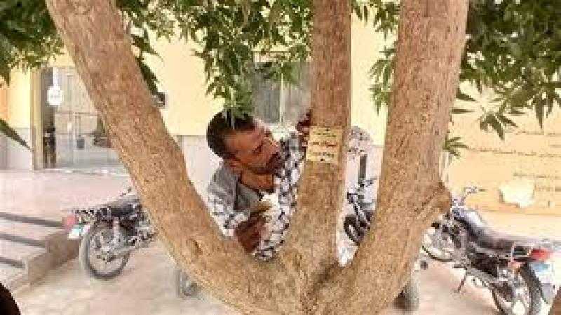 للحفاظ عليها.. الوادي الجديد تبدأ تكويد وترقيم الأشجار في الشوارع