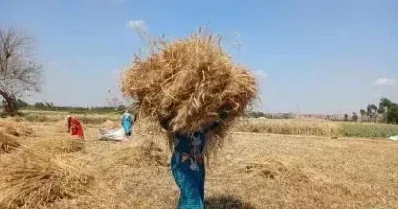 محافظ البحيرة: متابعة يومية لمنظومة توريد القمح وتيسيرات مستمرة للمزارعين