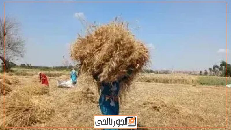 توريد القمح