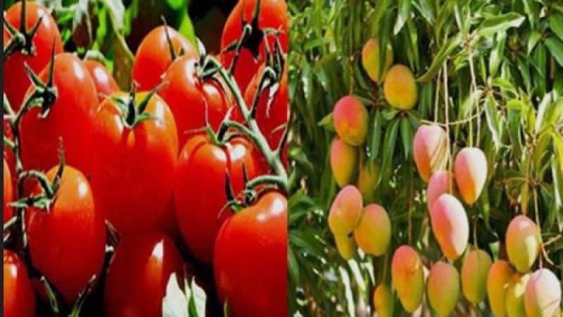 مقترح برلماني بإنشاء صندوق لتقليل مخاطر تقلب أسعار المحاصيل الاستراتيجية